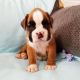 Boxer Puppies for sale in Paris, TX 75462, USA. price: $600