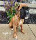 Boxer Puppies for sale in Wauseon, OH 43567, USA. price: NA