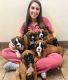 Boxer Puppies for sale in Trenton, NJ, USA. price: $575