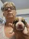 Boxer Puppies for sale in Scottsville, VA 24590, USA. price: $500