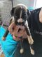 Boxer Puppies for sale in Frewsburg, NY 14738, USA. price: NA