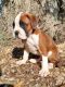 Boxer Puppies for sale in Valley Stream, NY 11580, USA. price: NA