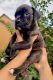 Boxer Puppies for sale in Buford, GA 30519, USA. price: $1,300