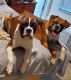 Boxer Puppies for sale in Titusville, FL, USA. price: NA