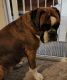 Boxer Puppies for sale in Titusville, FL, USA. price: $1,500