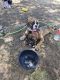 Boxer Puppies for sale in Lubbock, TX, USA. price: NA