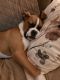 Boxer Puppies for sale in Annandale, Clinton Township, NJ, USA. price: NA