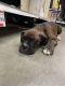 Boxer Puppies for sale in Yucaipa, CA, USA. price: $500