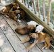 Boxer Puppies for sale in Marshall, MN 56258, USA. price: $2,000