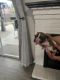 Boxer Puppies for sale in Modesto, CA, USA. price: $800