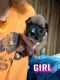 Boxer Puppies for sale in Huntington, WV, USA. price: $500