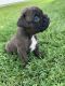 Boxer Puppies for sale in Shipshewana, IN 46565, USA. price: $700