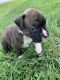 Boxer Puppies for sale in Shipshewana, IN 46565, USA. price: $1,800