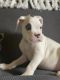 Boxer Puppies for sale in Eastaboga, AL, USA. price: $800