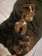 Boxer Puppies for sale in NEW PRT RCHY, FL 34652, USA. price: $1,000