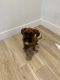 Boxer Puppies for sale in Whittier, CA 90605, USA. price: $950