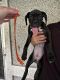 Boxer Puppies for sale in St Augustine, FL 32084, USA. price: $650