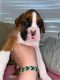 Boxer Puppies for sale in Lacey Township, NJ, USA. price: $175,000