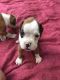 Boxer Puppies for sale in Rochelle, GA 31079, USA. price: $800
