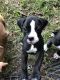 Boxer Puppies for sale in Rochelle, GA 31079, USA. price: $650