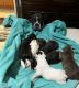Boxer Puppies for sale in 5902 Larkmeadow Dr, San Antonio, TX 78233, USA. price: $450