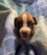 Boxer Puppies for sale in Lexington, SC, USA. price: $95,000
