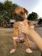 Boxer Puppies for sale in Edinburg, TX, USA. price: NA