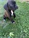 Boxer Puppies for sale in Rainier, OR 97048, USA. price: $1,000