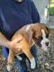 Boxer Puppies for sale in Goldfield, IA 50542, USA. price: $500