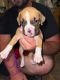 Boxer Puppies for sale in Bakersfield, CA, USA. price: $400
