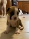 Boxer Puppies for sale in Kinston, NC, USA. price: $600
