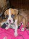 Boxer Puppies for sale in Collinsville, CT 06019, USA. price: $2,500
