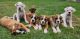 Boxer Puppies for sale in Montrose, CO, USA. price: $1,800