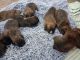 Boxer Puppies for sale in Grand Forks, ND, USA. price: $1,000