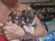 Boxer Puppies for sale in Wareham, MA, USA. price: NA