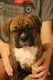 Boxer Puppies for sale in Seminole, OK, USA. price: NA
