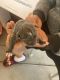 Boxer Puppies for sale in Victorville, CA, USA. price: $800