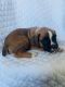 Boxer Puppies for sale in Glendale, CA, USA. price: $1,300