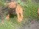 Boxer Puppies for sale in Medford, OR, USA. price: $400