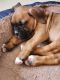 Boxer Puppies for sale in Pueblo West, CO, USA. price: $800