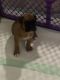 Boxer Puppies for sale in Fort Myers, FL 33993, USA. price: $600