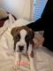 Boxer Puppies for sale in Lacey Township, NJ, USA. price: NA