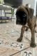 Boxer Puppies for sale in Glendale, CA, USA. price: $599