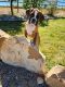 Boxer Puppies for sale in Montrose, CO, USA. price: $1,500