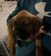 Boxer Puppies for sale in Westland, MI, USA. price: $1,000