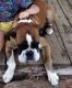 Boxer Puppies for sale in Hillsville, VA 24343, USA. price: $200