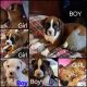 Boxer Puppies for sale in Huntsville, AL 35805, USA. price: $600