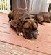 Boxer Puppies for sale in O'Fallon, MO 63366, USA. price: $100