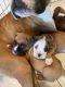 Boxer Puppies for sale in Merced, CA, USA. price: $850