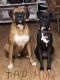 Boxer Puppies for sale in Phoenix, AZ, USA. price: $2,000